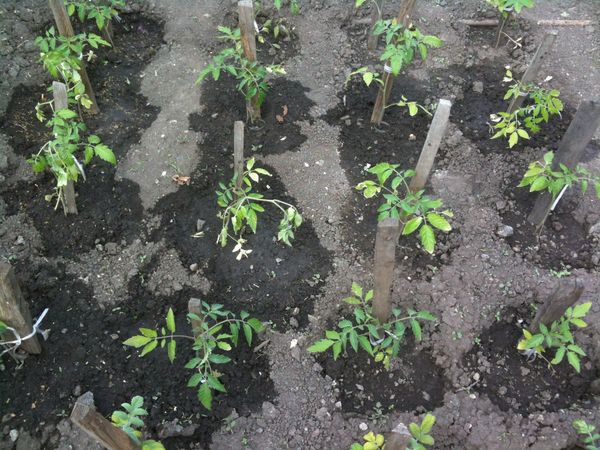  Trasplante de tomates en campo abierto.