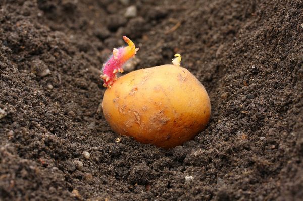  Plantera potatis i Moskva regionen