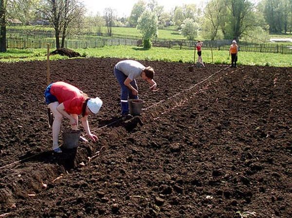  Iunie 1-5 - termenul limită pentru plantarea cartofilor în regiunea Moscovei