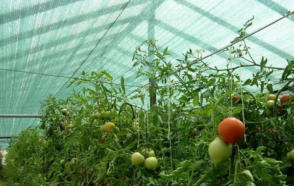  Protección de los tomates de la red de protección solar.