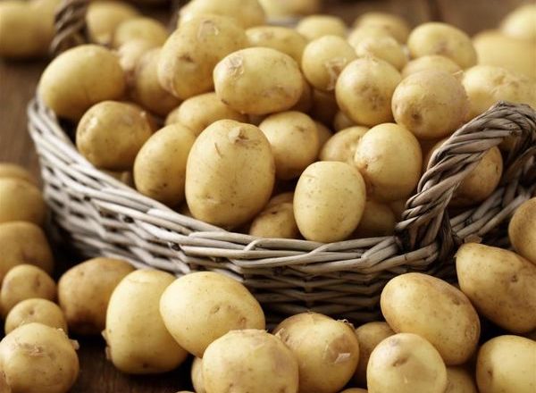  Tidiga potatisorter