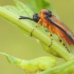  Comment protéger les jeunes plants contre les scolytes du viol