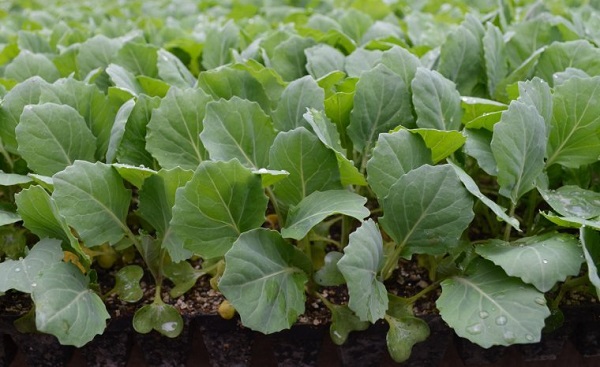  Caractéristiques de la germination des plantules