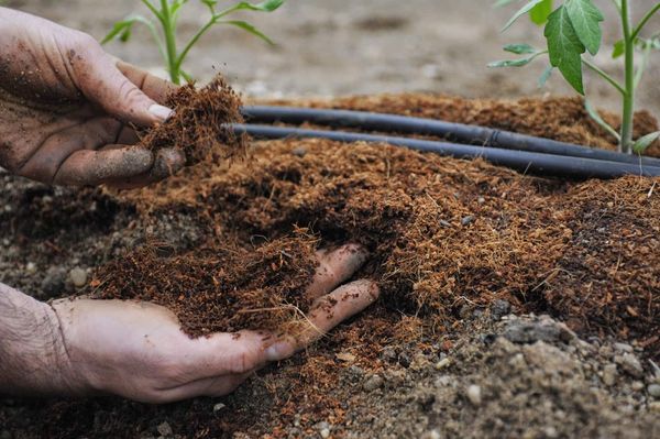  Le fumier ne peut être utilisé avant la floraison