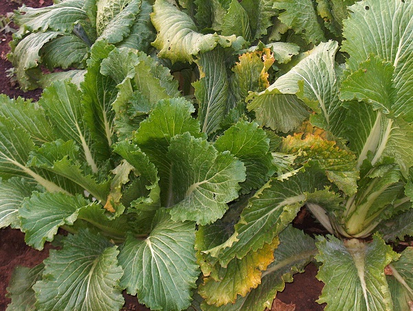  Quand peut être planté en pleine terre