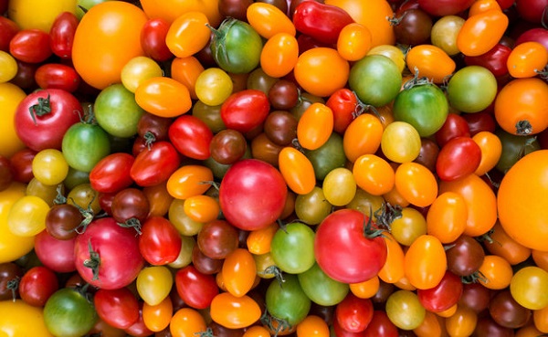  Descripción y características de los tomates - crema.