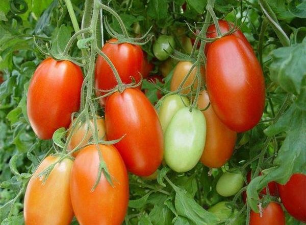  Roma variety tomato