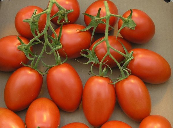 Peso de fruta tomate Roma - 60-90 gramos