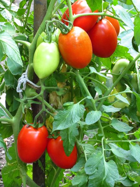  관목 토마토 로마는 1-2 개의 줄기로 형성되어야합니다.