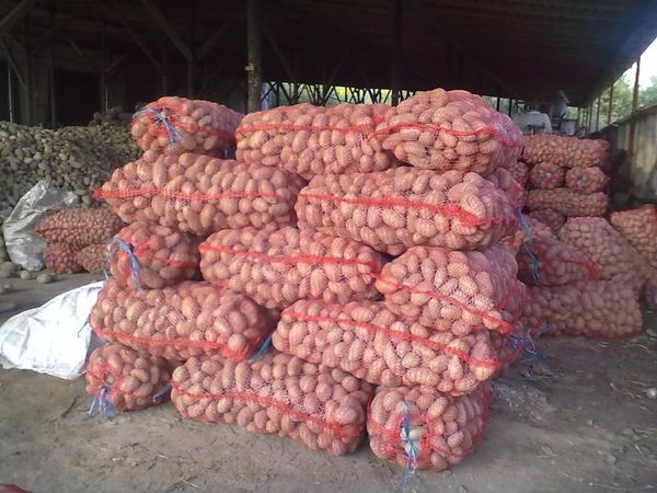  Potatoes are well transportable and resistant to storage.