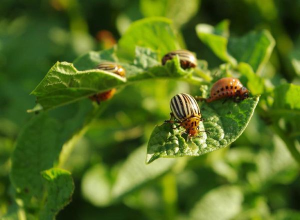  The main pest of Rosara is the Colorado potato beetle.