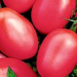  Las variedades más populares de tomates.