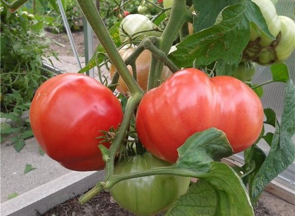  Tomate rose éléphant