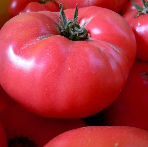  Buah-buahan pelbagai adalah dianggap paling lazat di kalangan tomato merah jambu.
