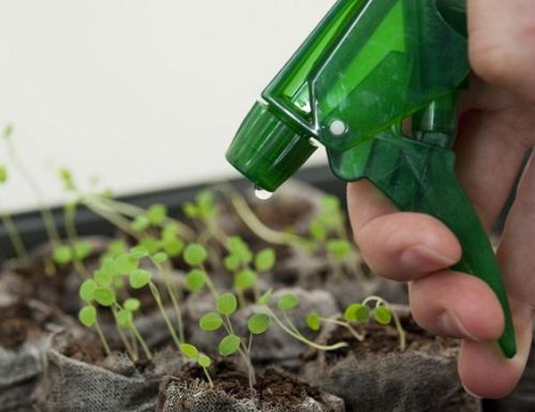  La première alimentation est faite après l'apparition des deux premières feuilles