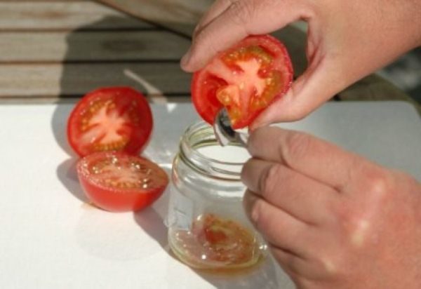  Pengumpulan benih tomato