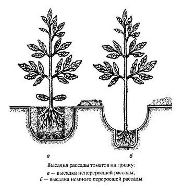  Plan de plantation de tomates