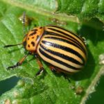  Colorado potato beetle - the most dangerous pest of potatoes