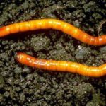  Wireworm träffar potatisknölar