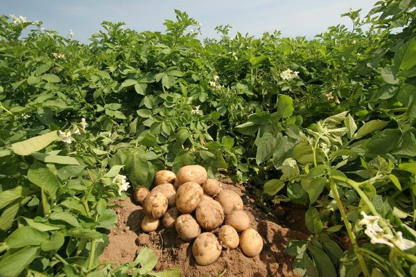  It helps to protect potatoes for the whole season - from planting to harvest