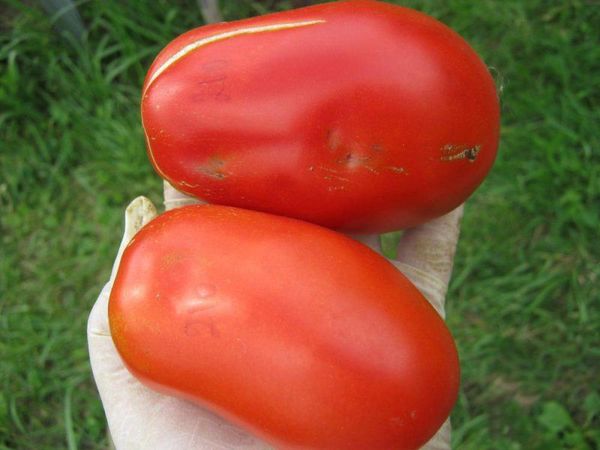  Le poids moyen du fruit de la variété est d'environ 250 grammes.