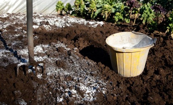  Cu aciditate crescută, este necesar să se limpezească solul înainte de a planta gunoi de grajd verde.