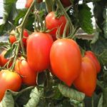  Antara jenis tomato yang paling popular