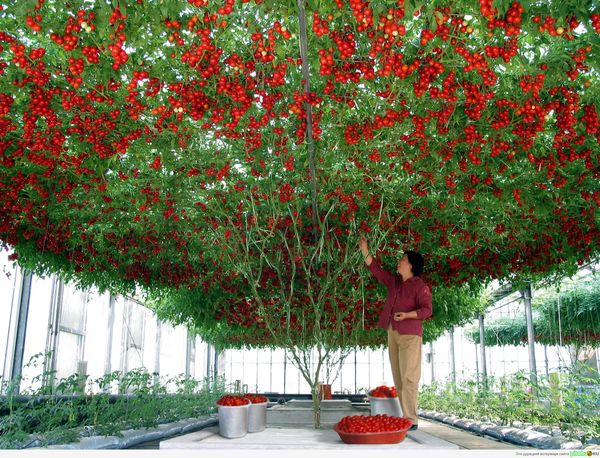  Le diamètre de la couronne de tomate peut atteindre 50 m².