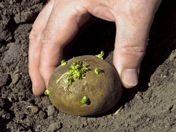  Timpul recomandat pentru plantarea cartofilor în Bashkiria este mijlocul lunii mai