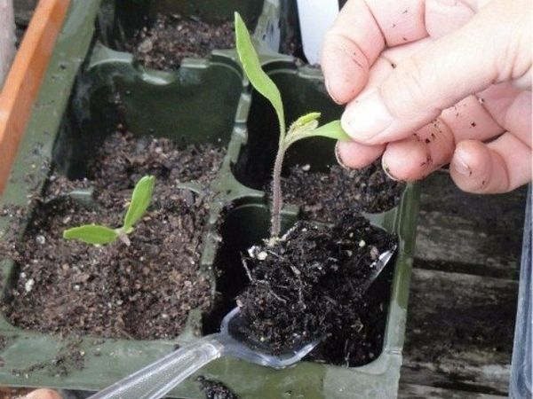  Le marinage des plants doit être effectué en même temps que la motte de terre.