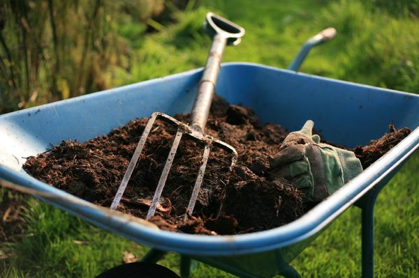  Le fumier peut réduire considérablement le rendement des betteraves