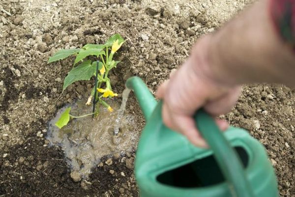  Les concombres aiment l'humidité et doivent être arrosés tous les 5 jours.