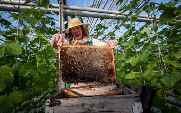  Si des variétés pollinisées sont cultivées - il est nécessaire de garantir l'accès des abeilles à la serre