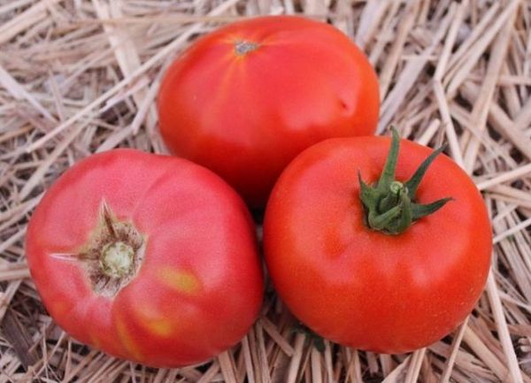  Le poids des fruits de Titan - de 80 à 120 grammes