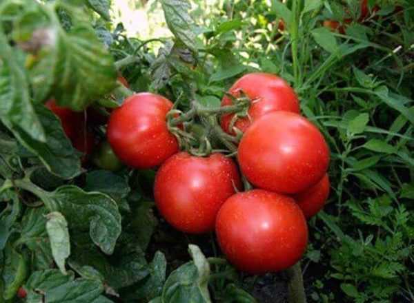  Variétés de tomates Tolstoï