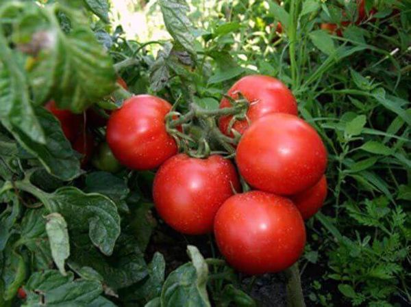  Variétés de tomates Tolstoï