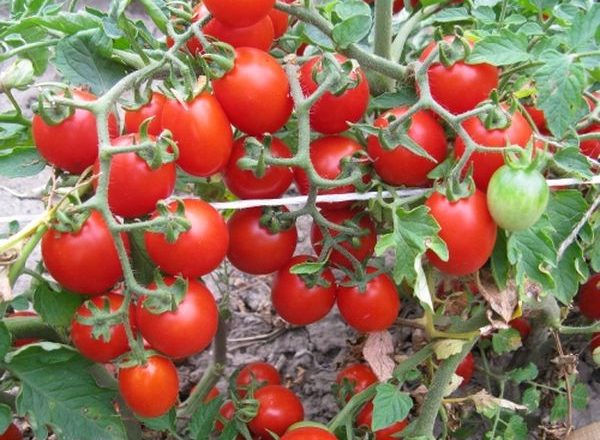  Variedad De Tomate De Pulgar