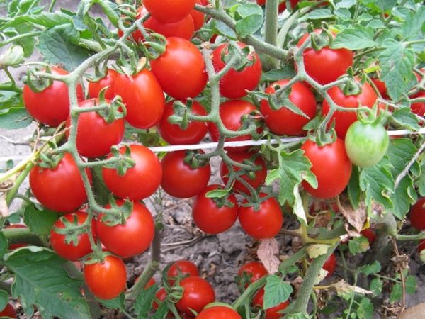  Variedade de Tomate Thumbelina