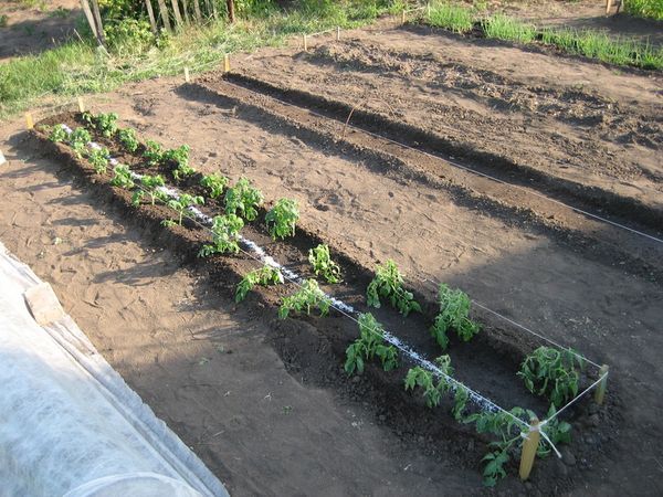  La plantación de plántulas en el suelo se realiza en mayo.