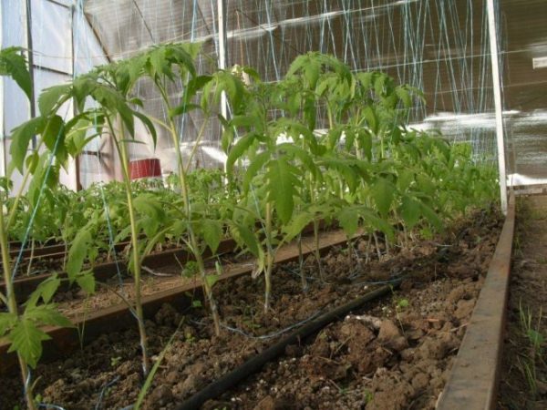  Quand on cultive une tomate Khlebosolny dans des serres ou des serres, les arbustes doivent être attachés