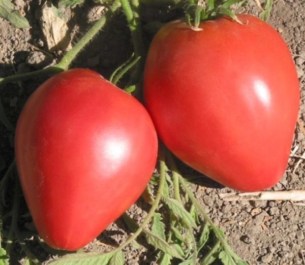  Tomato Lazyayka direka untuk berkembang dalam keadaan iklim yang teruk di Rusia tengah