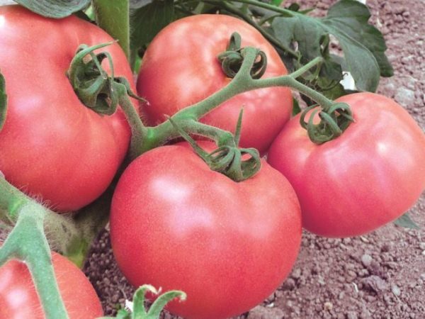  Cà chua Torbay chín cùng một lúc và được bảo vệ tốt khỏi hầu hết các bệnh
