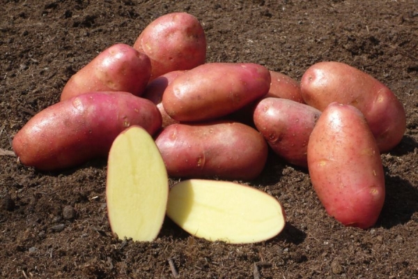  Descrierea și caracteristicile soiurilor de cartofi Red Fantasy, plantarea și îngrijirea