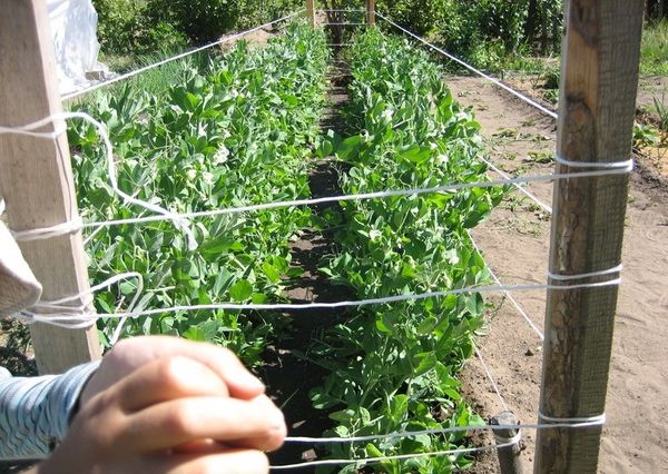  Cách trồng cà chua