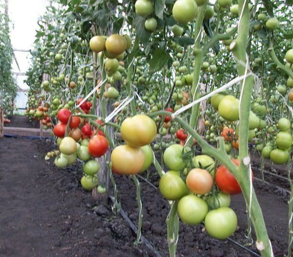  Syftet med garter tomat