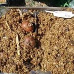  Sprouting tubers in sawdust for early harvest