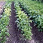  Pe soluri de lut, se utilizează plantarea în crestături.
