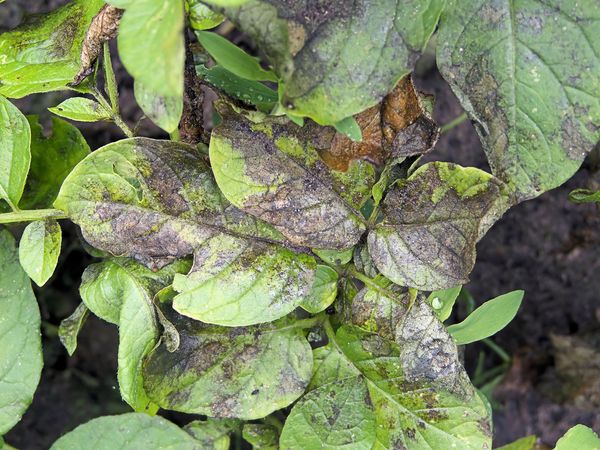  Dark spots on the leaves - a sign of late blight