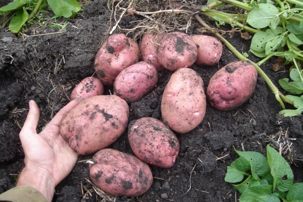  Cartofii sunt rezistenți la mlaștină târzie, cancer, scabie, nematod format de aur-cysto