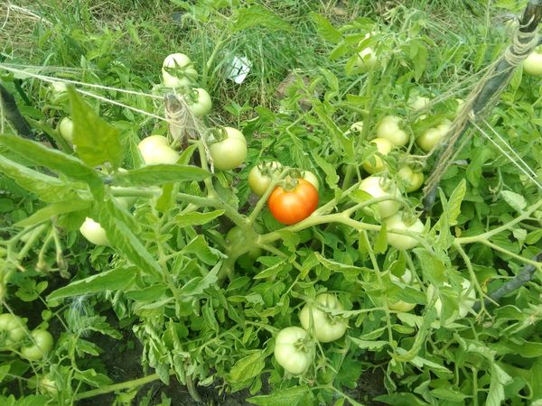  Пресаждането на домати на открито